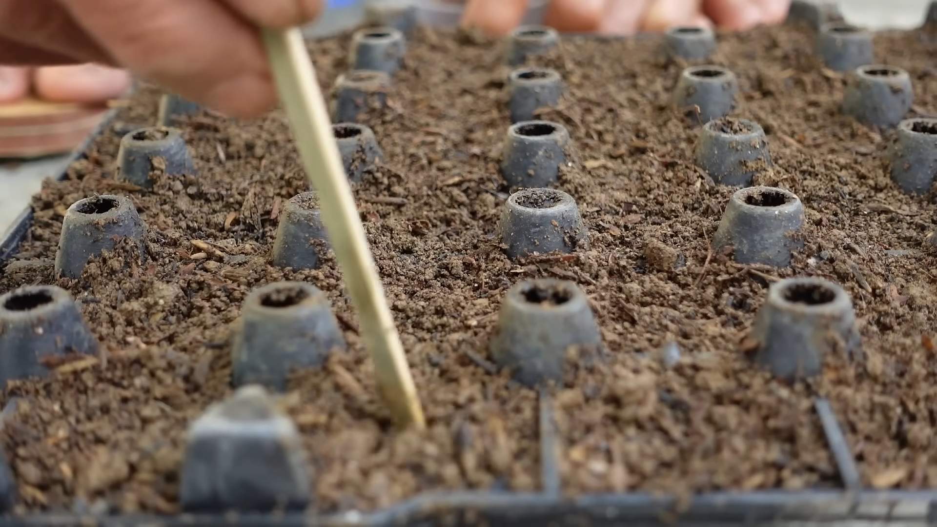 Napa Kohl zu Hause anbauen