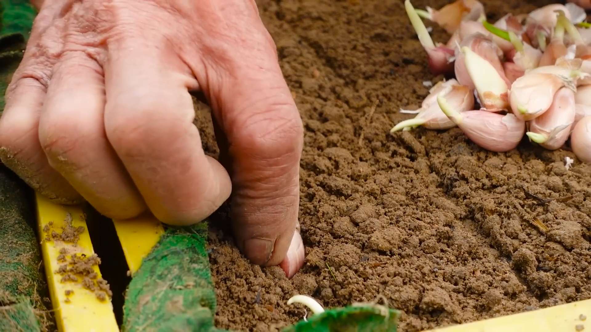 Knoblauch anbauen und ernten
