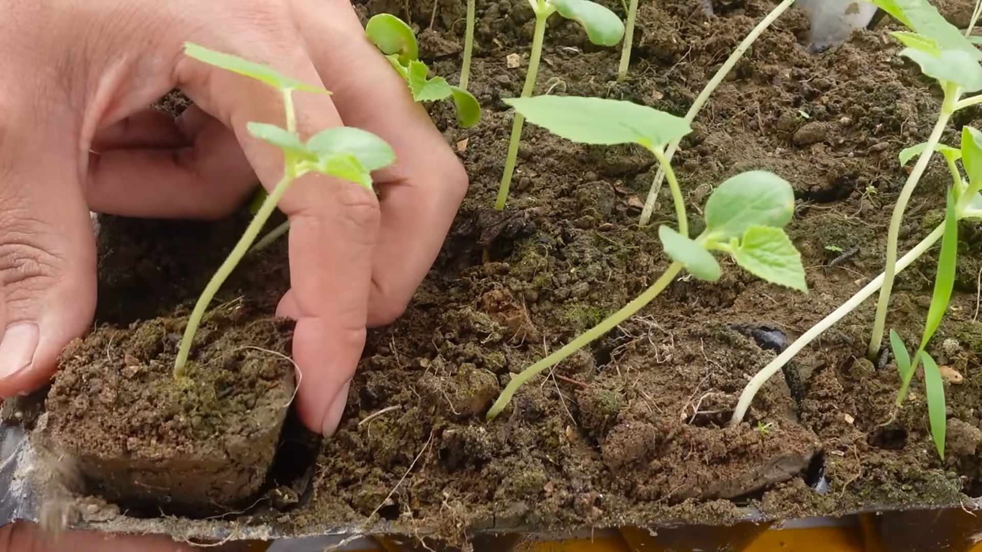 Königsmelonen Anbau süße Ernte