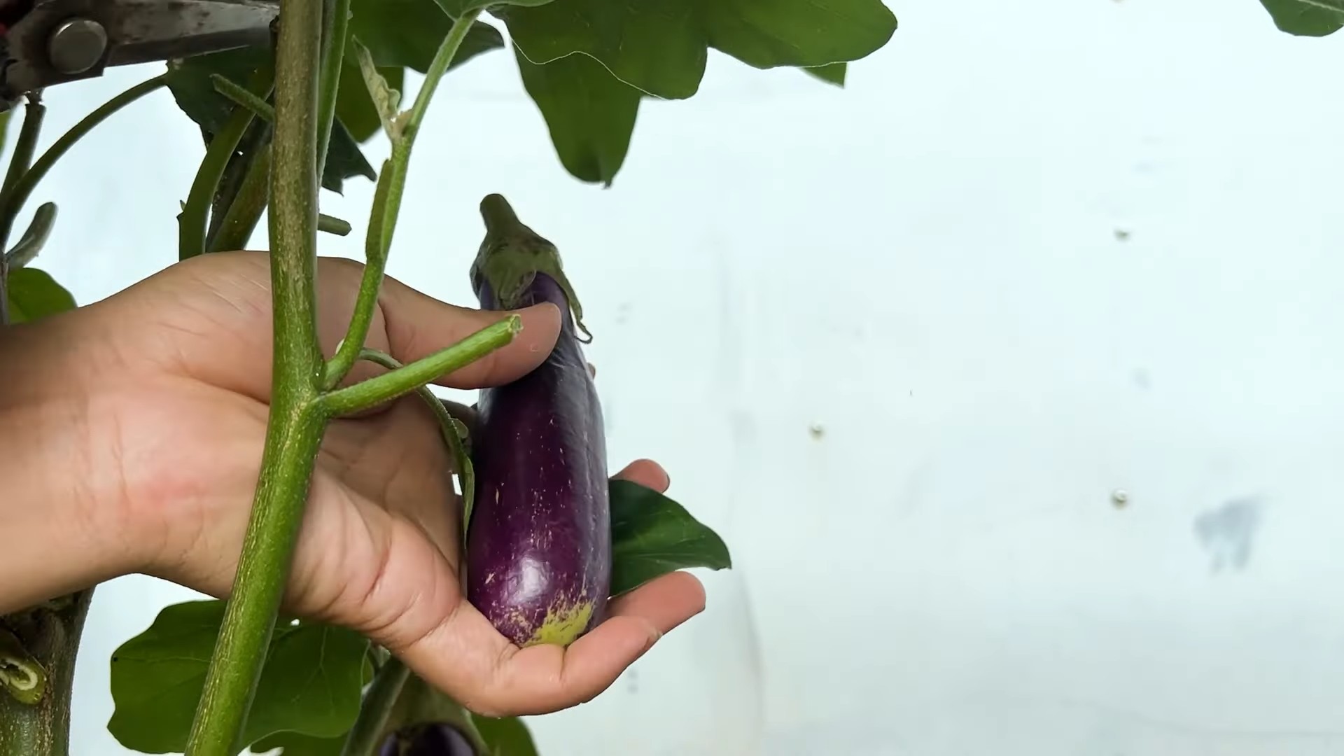 Auberginen Ernte verlängern