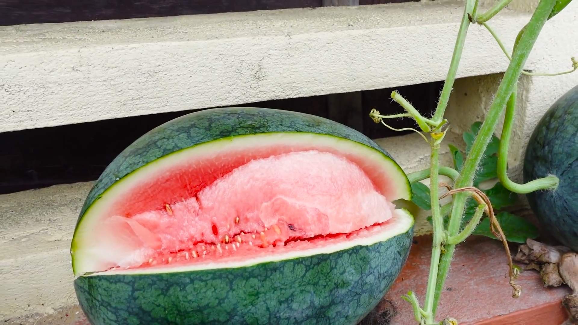 Wassermelone Anbau auf dem Dach