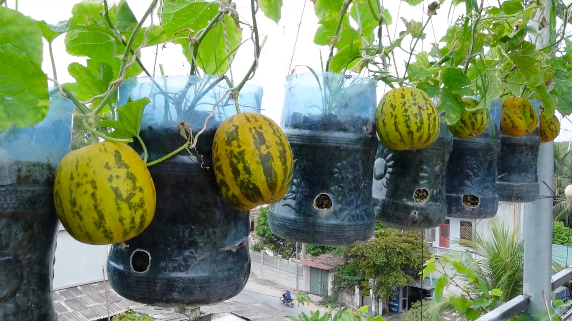 Wassermelone selbst anbauen