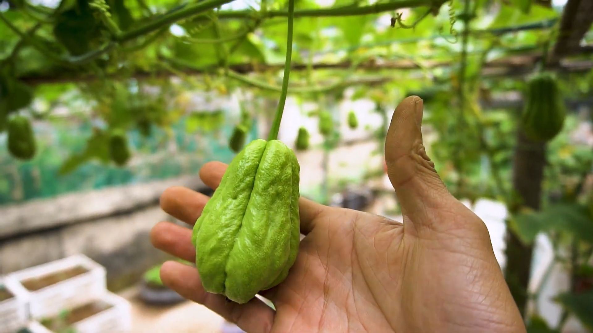 Chayote Anbau Tipps