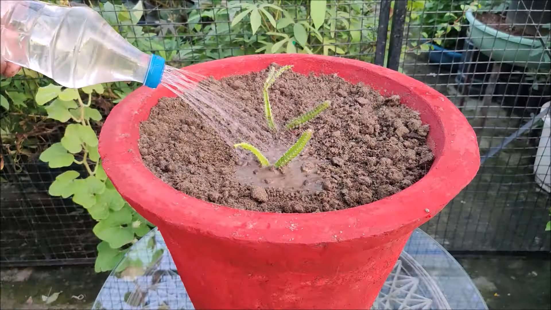 Drachenfrucht Anbau zu Hause