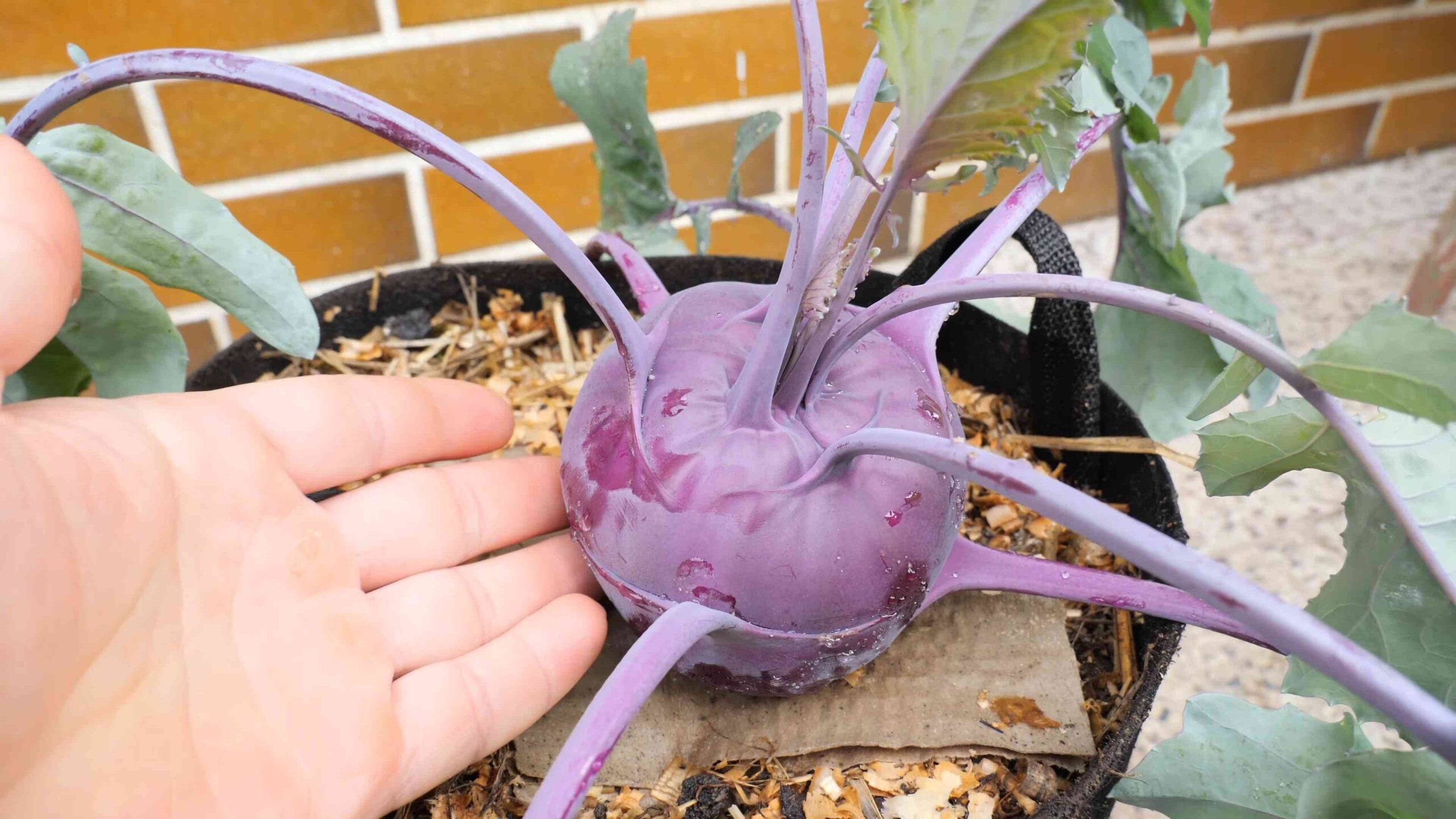 Kohlrabi Anbau Anfänger Anleitung