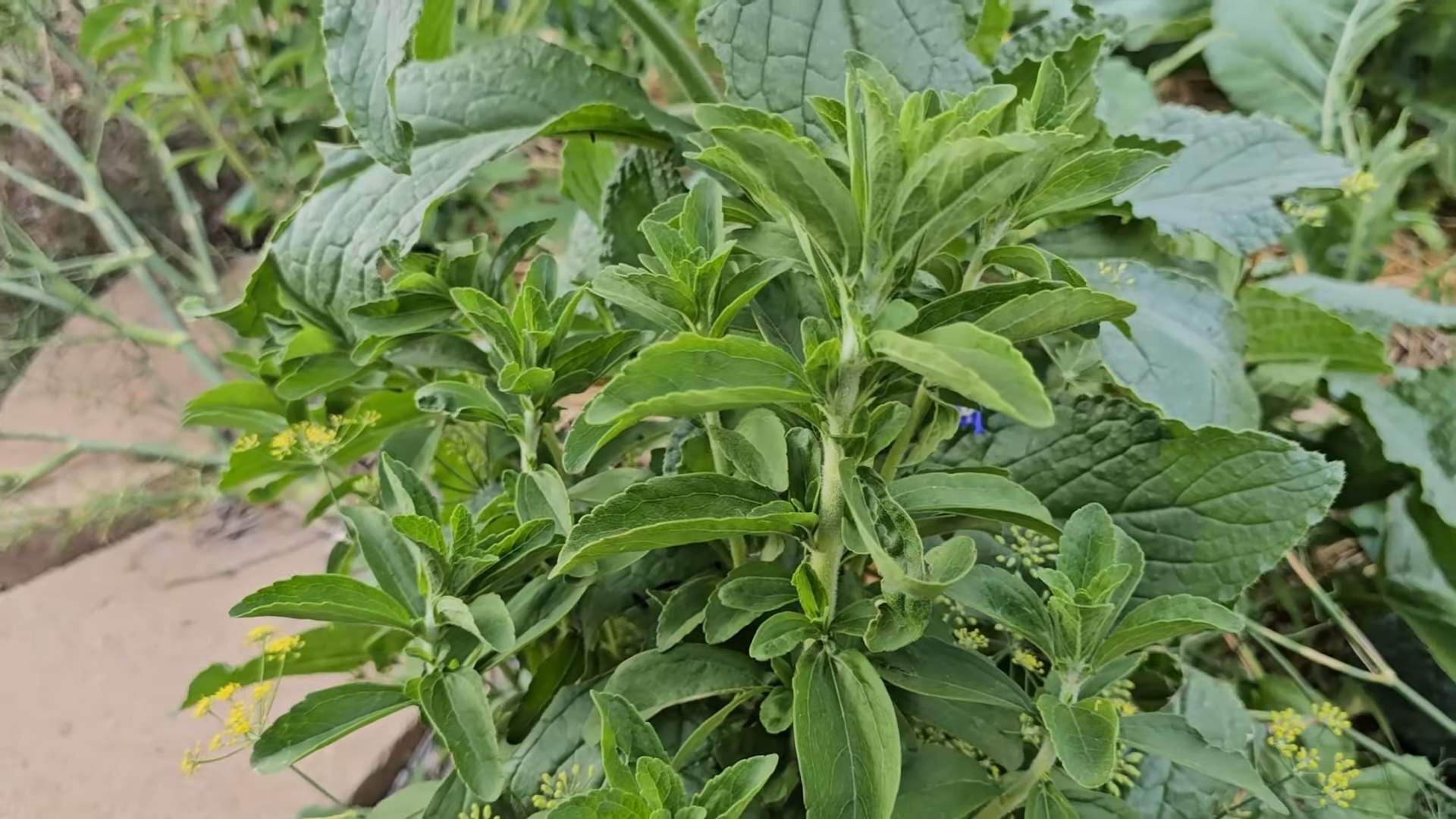Stevia Anbau im Garten
