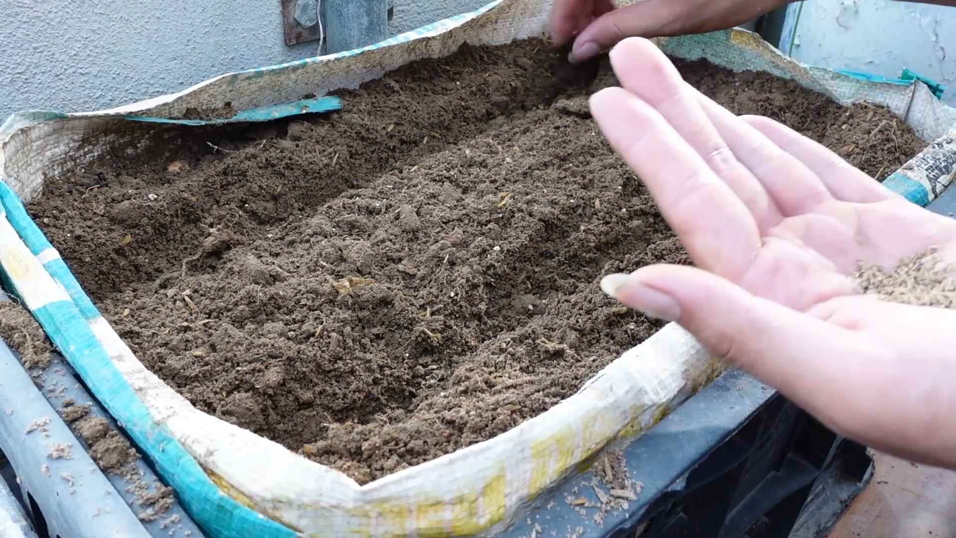 Karotten anbauen einfach erklärt