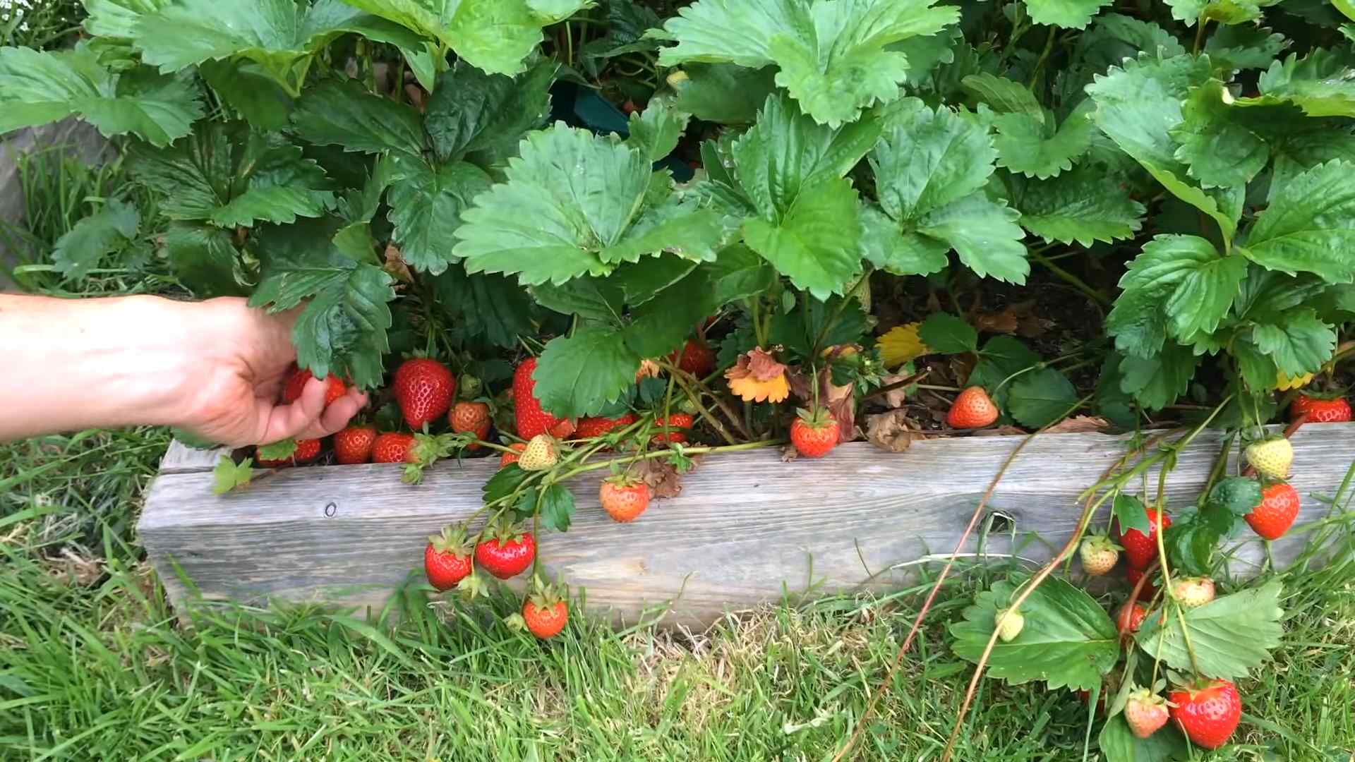 Erdbeeren anbauen zu Hause
