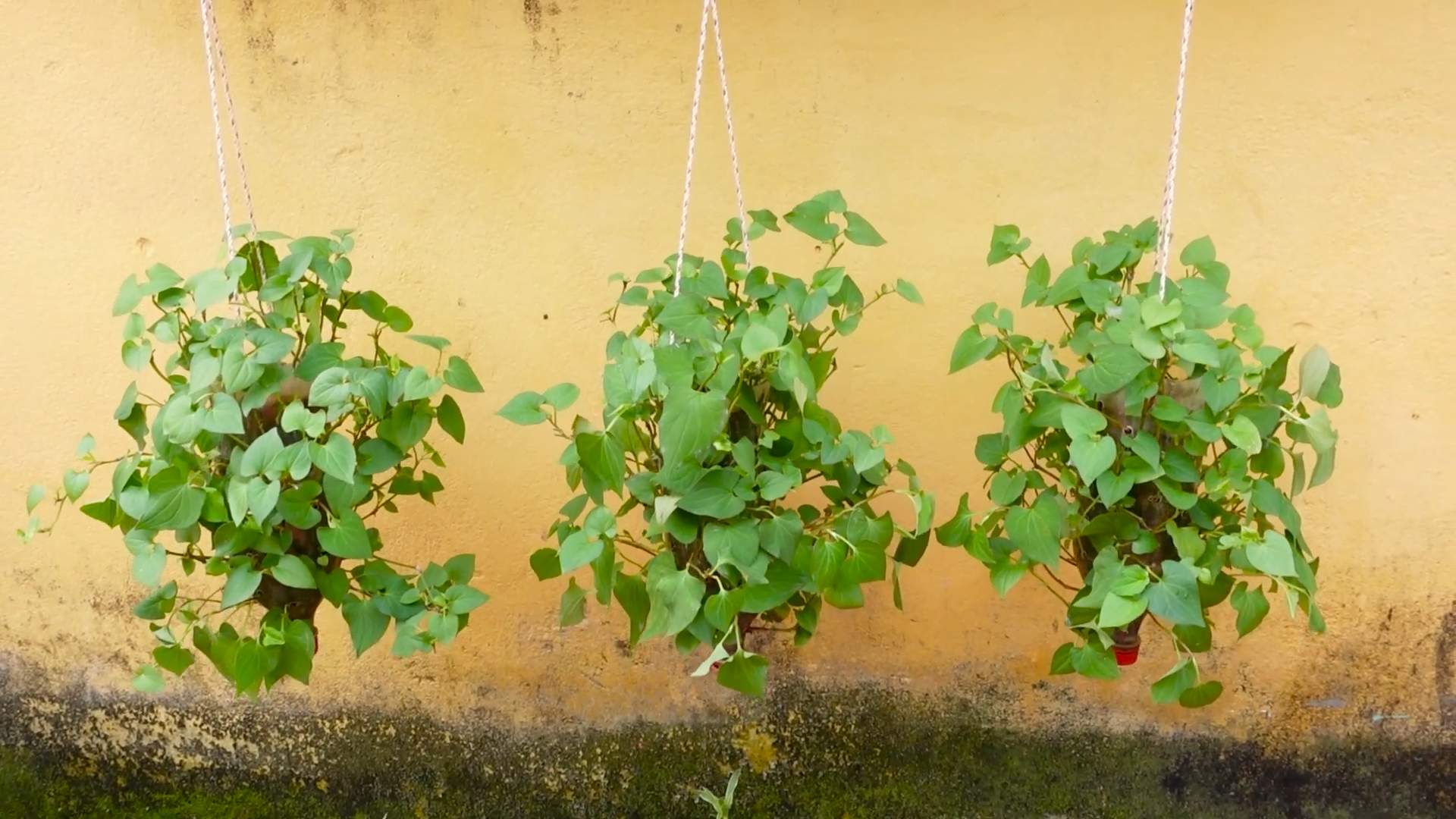 Flaschengarten mit Houttuynia Cordata