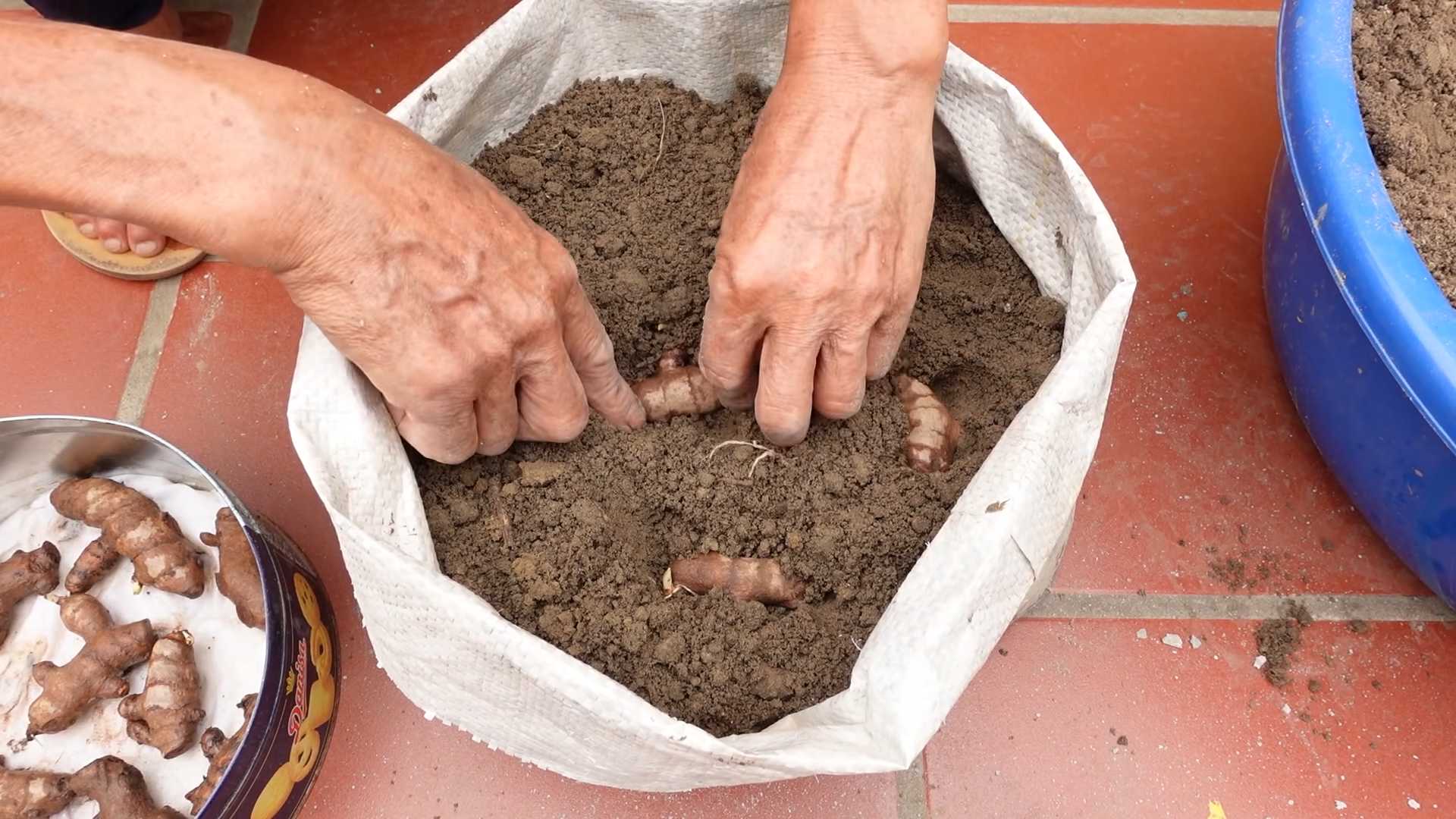 Kurkuma Anbau zu Hause