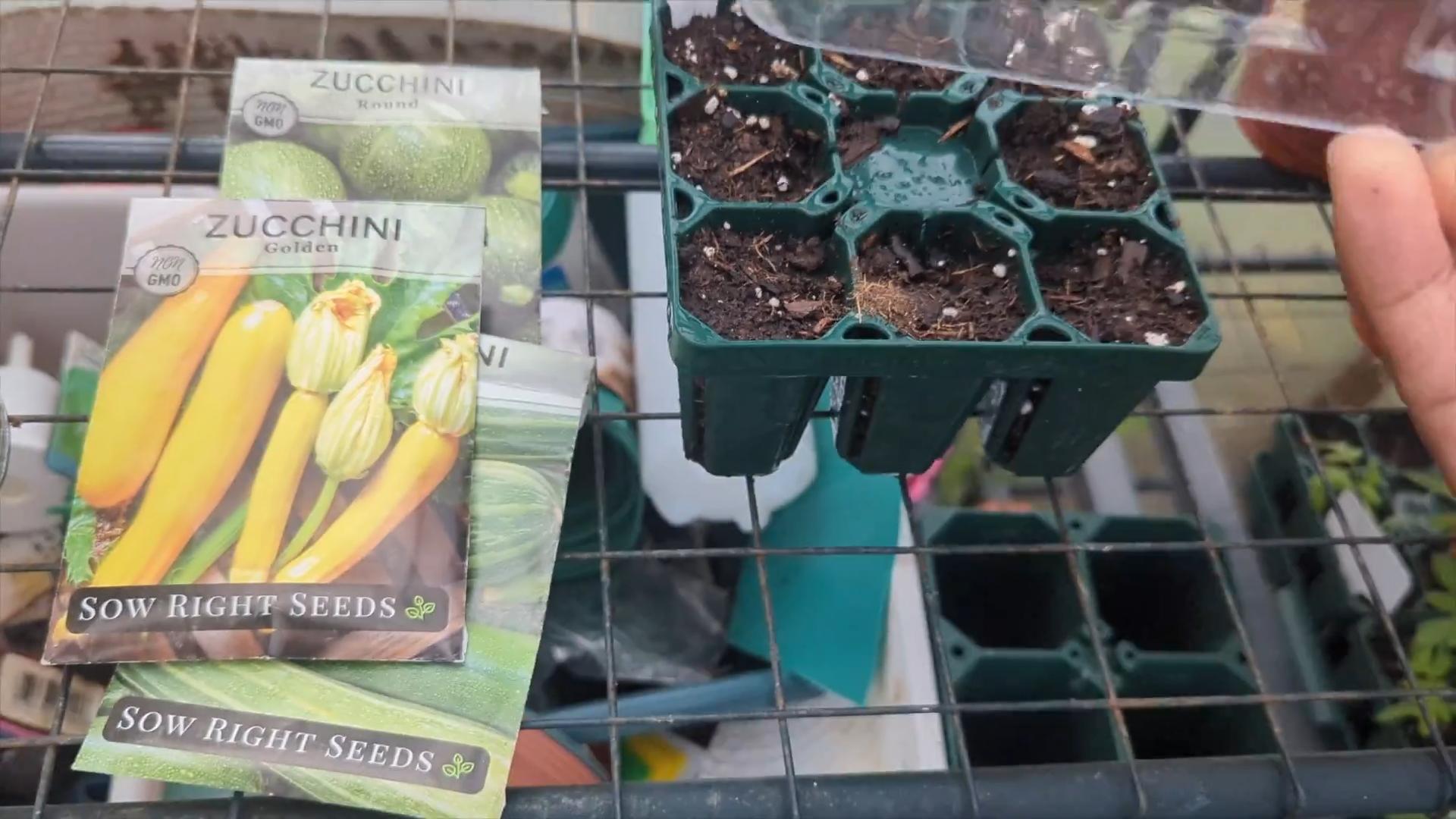 Zucchini Anbau im Topf