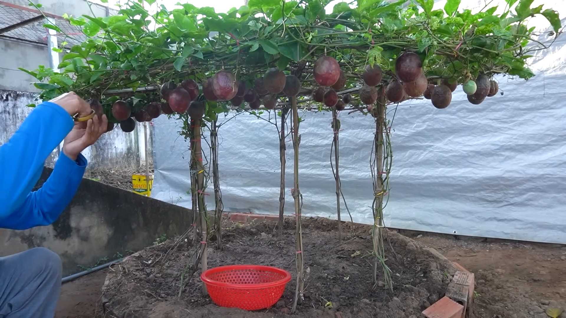 Passionsfrucht Anbau und Ernte