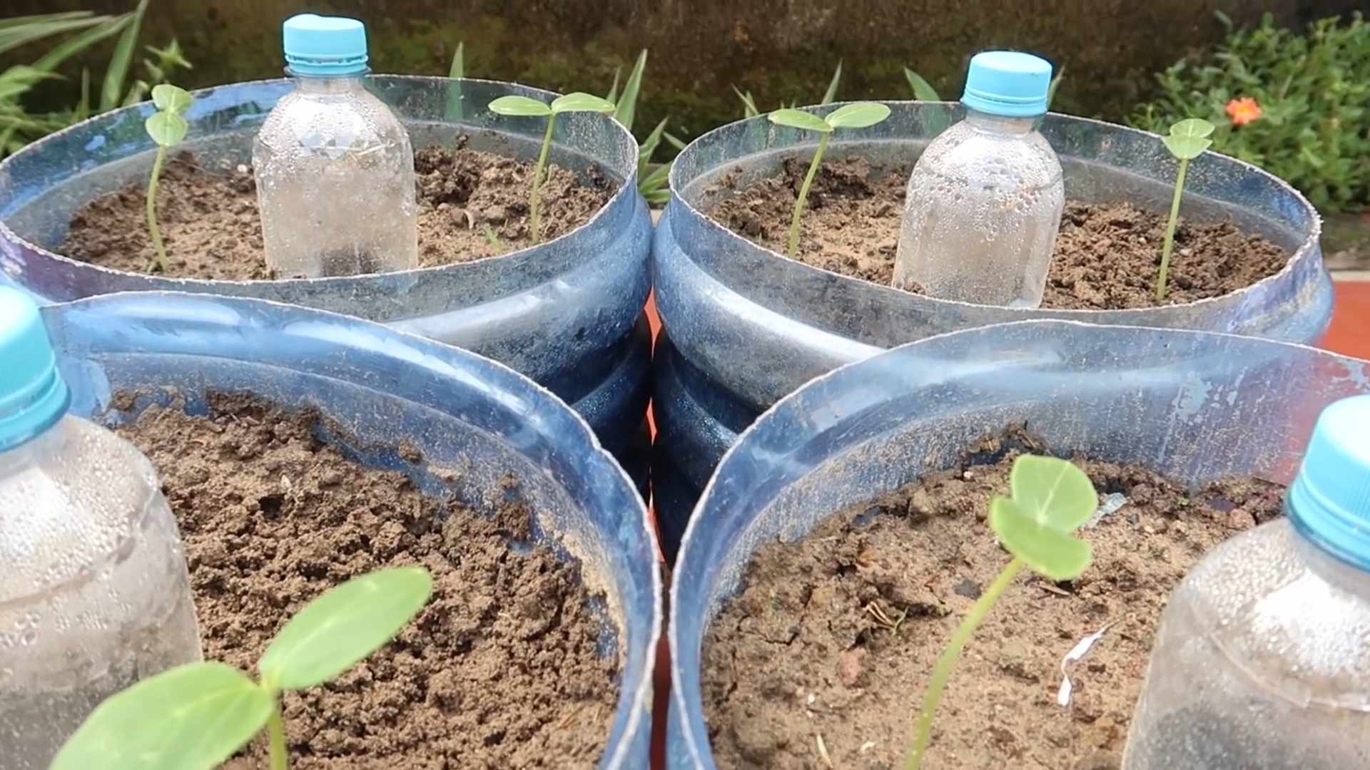 Gurken anpflanzen Tipps