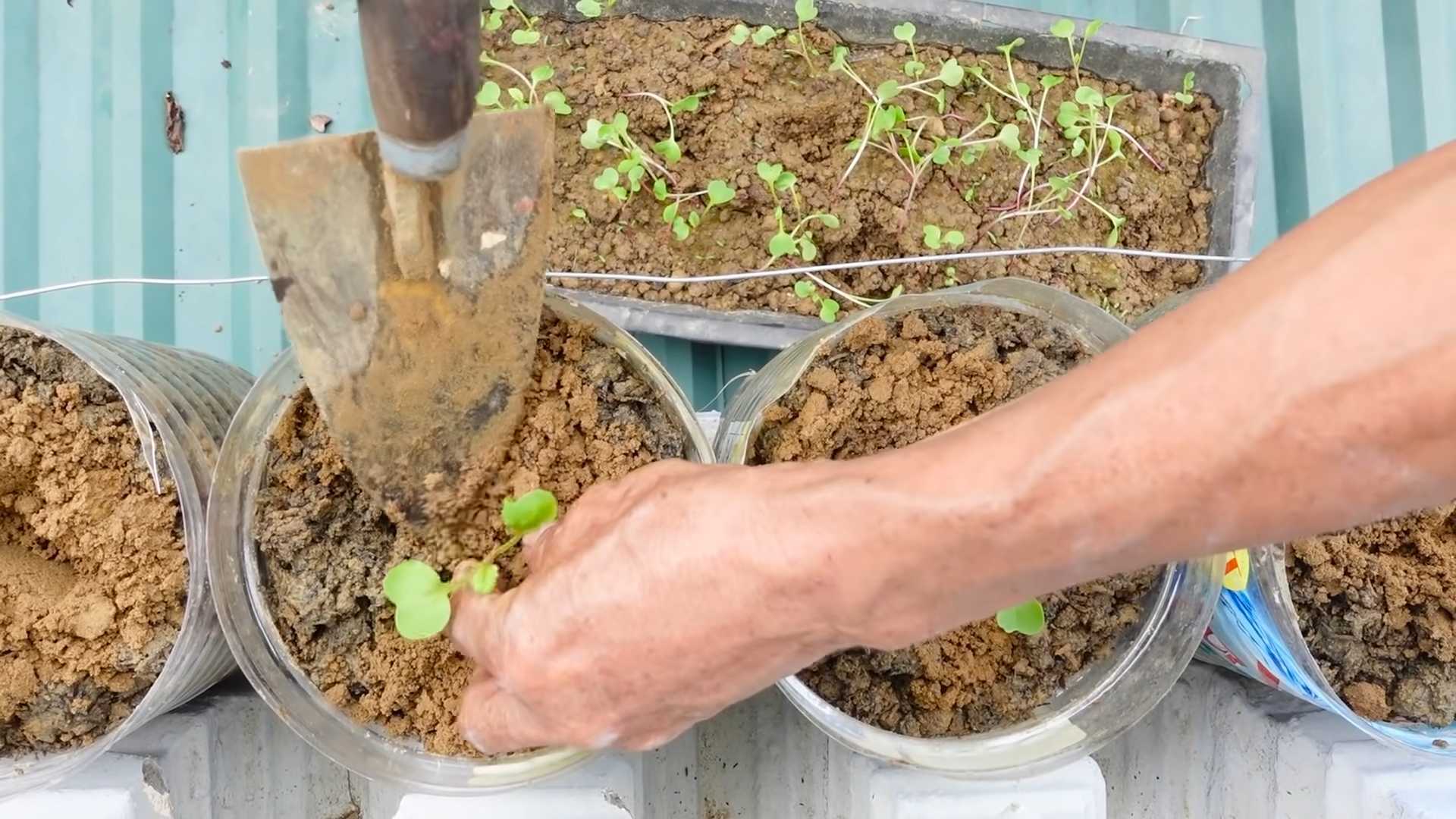 Brokkoli anpflanzen: Tipps & Tricks