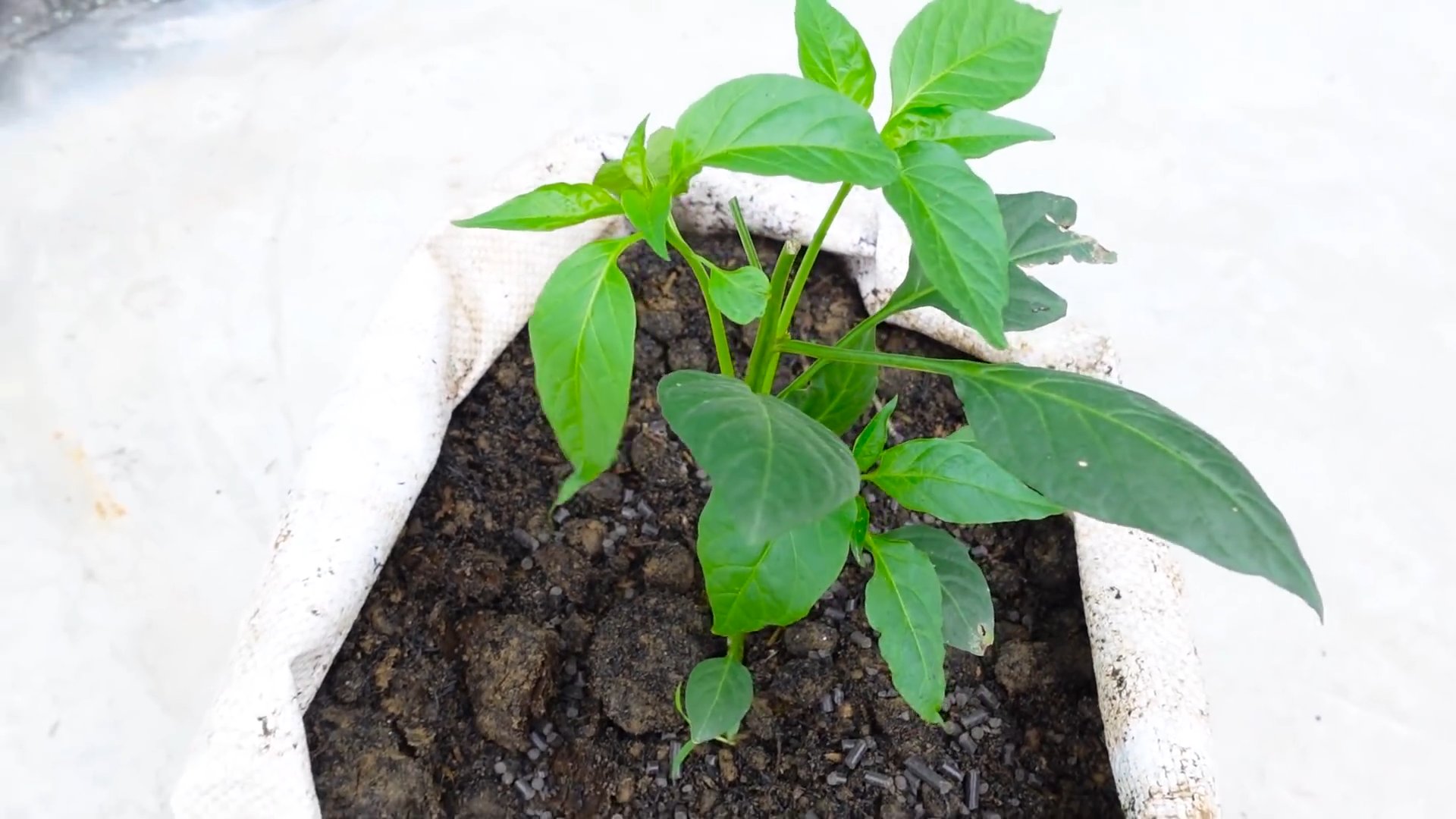 Chilischoten selber anbauen