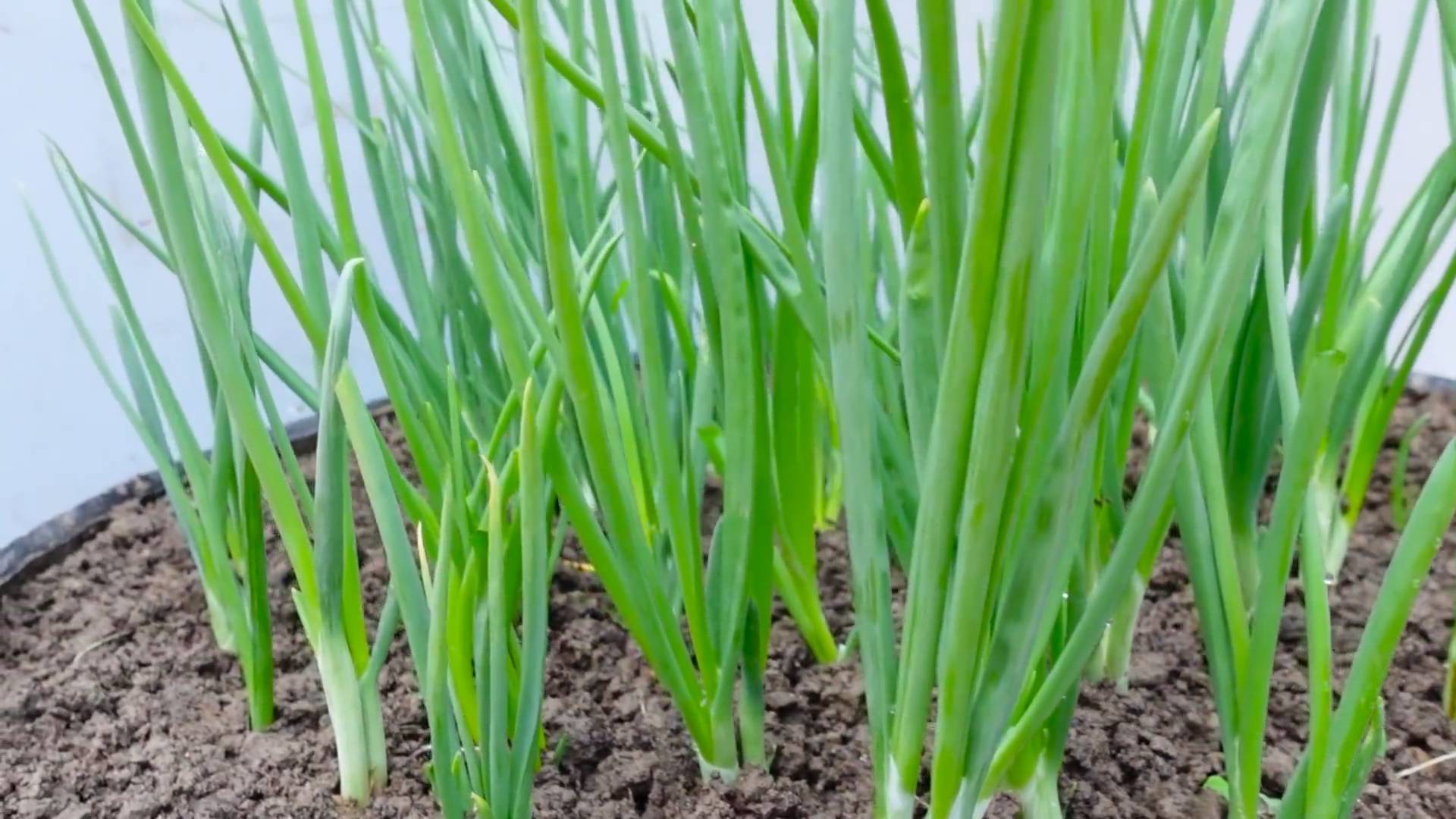 Große Zwiebel Ernte steigern