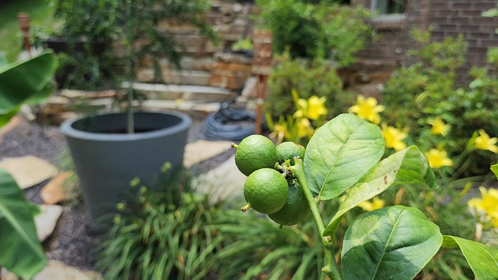 Calamansi im Topf ziehen