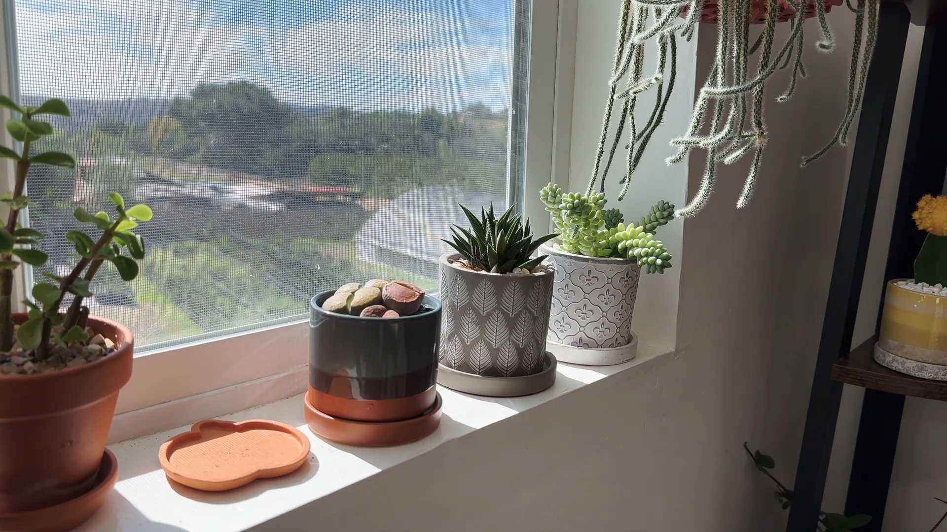 Lithops Pflege Anleitung