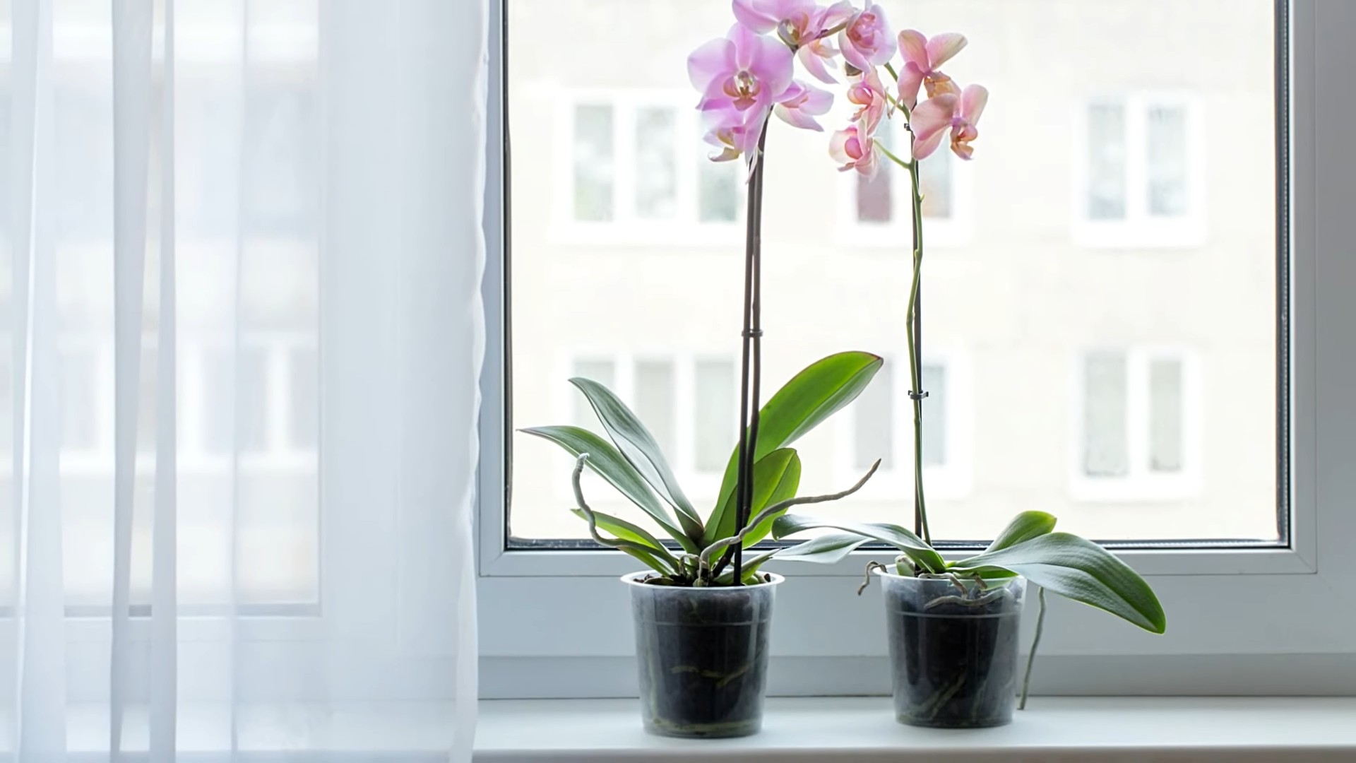 Orchideen zu Hause ziehen