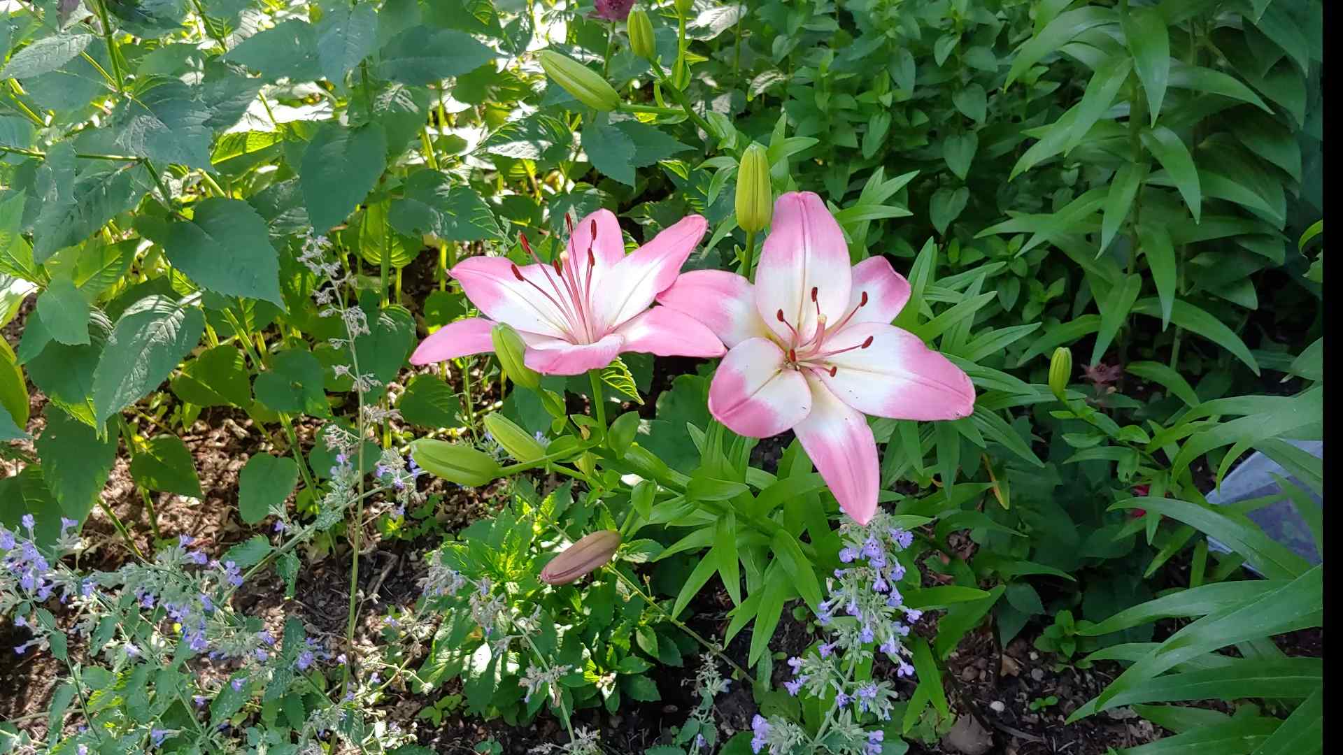 Lilien richtig pflanzen
