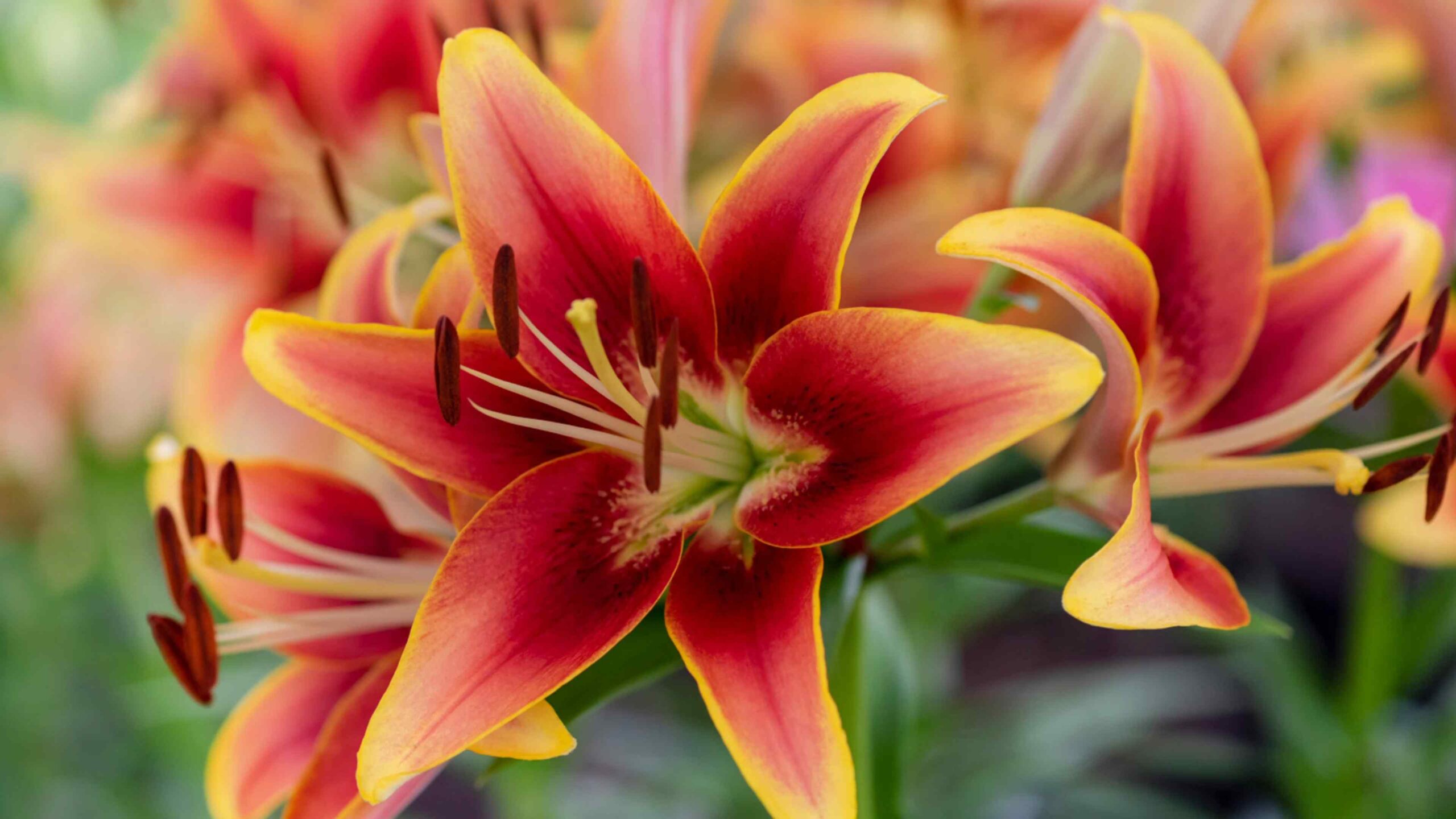 Lilien anpflanzen und pflegen