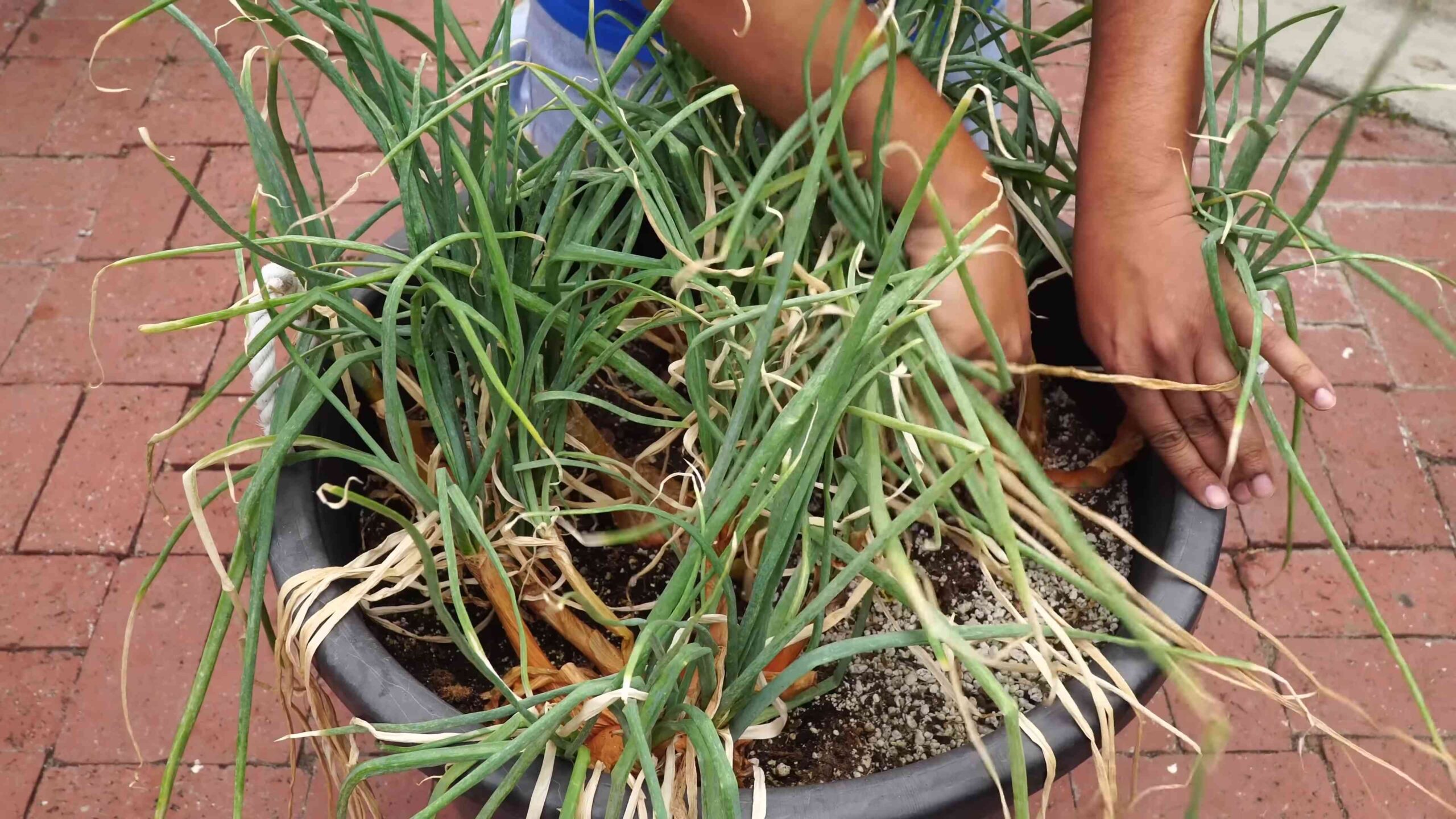 Schalotten Anbau Tipps
