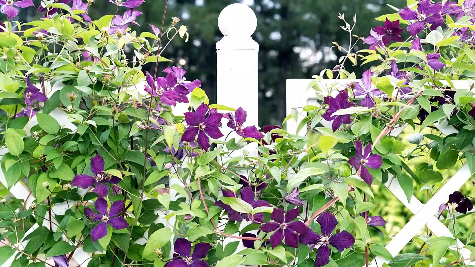 Clematis anbauen: Anleitung