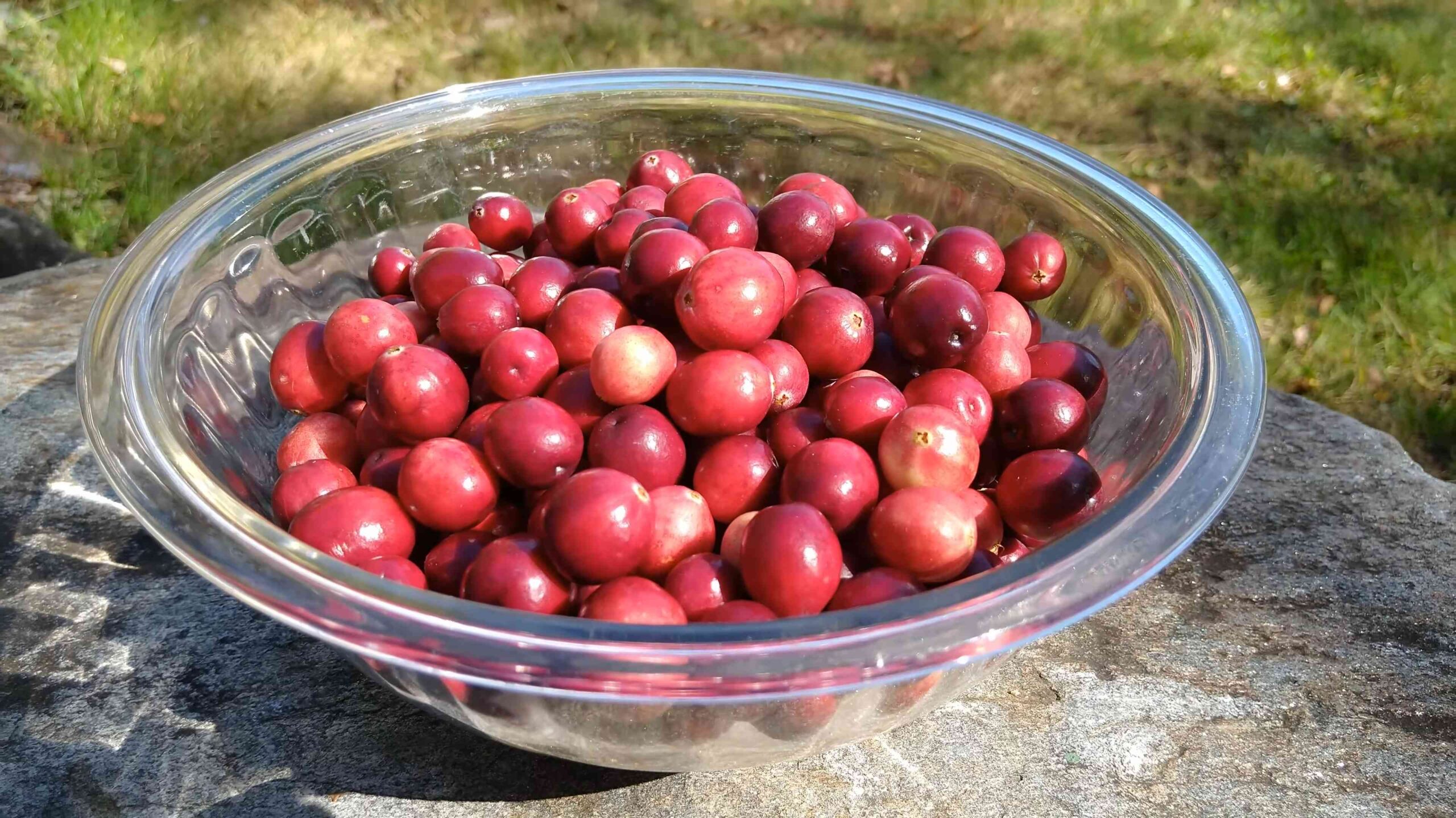Cranberries Anbauen Anfänger