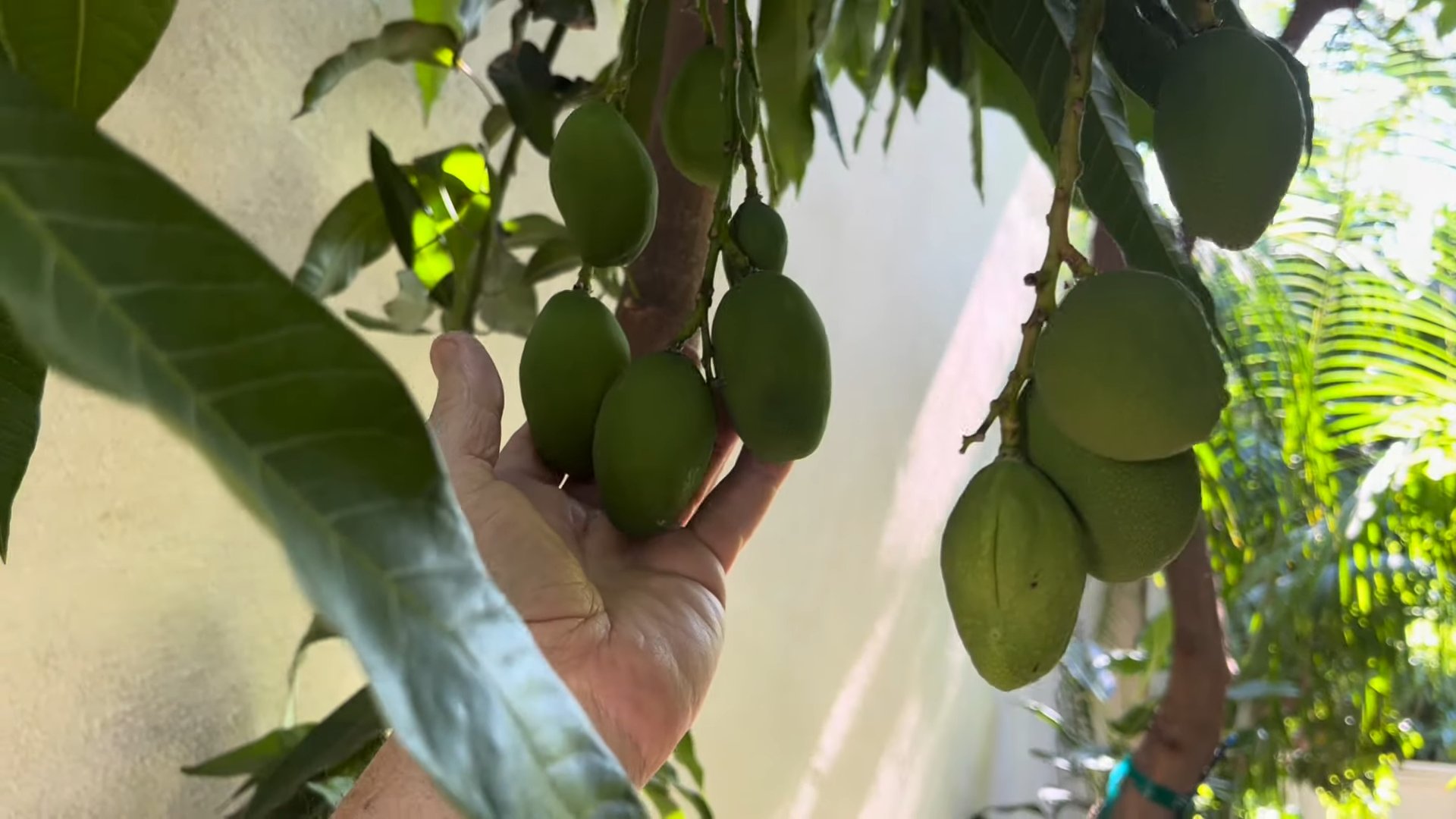 Mango Baum zu Hause ziehen